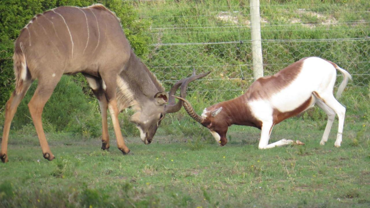 Parkview Safari Lodge Colchester Εξωτερικό φωτογραφία