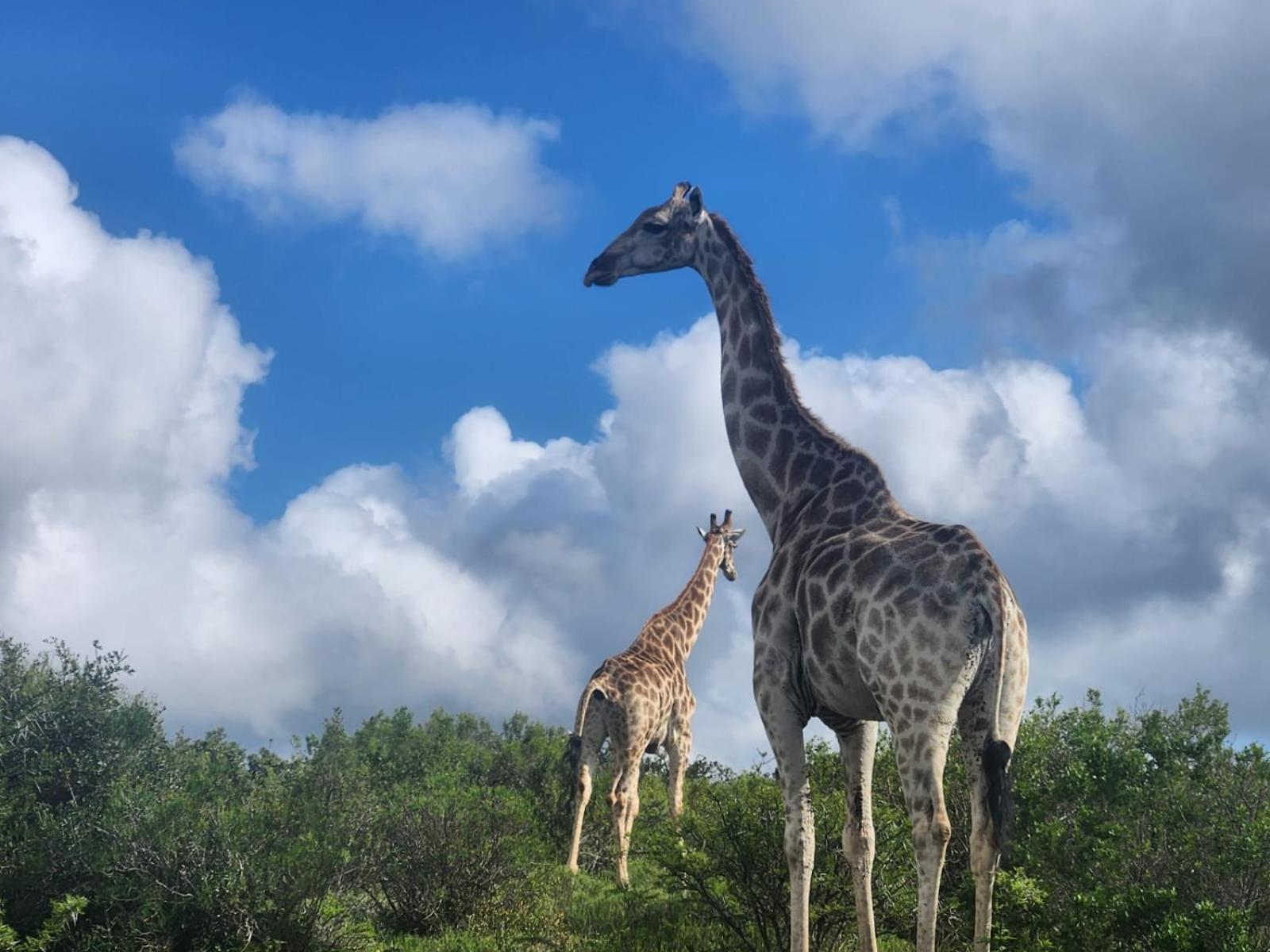 Parkview Safari Lodge Colchester Εξωτερικό φωτογραφία