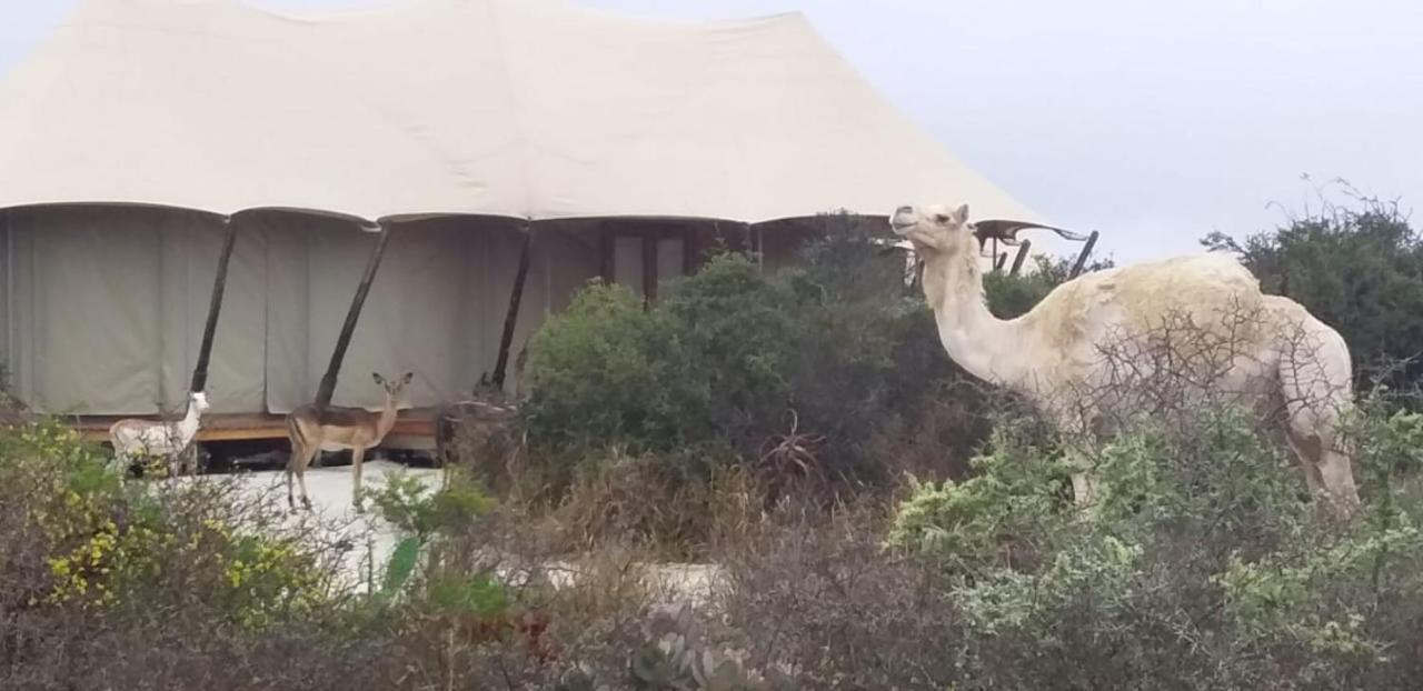Parkview Safari Lodge Colchester Εξωτερικό φωτογραφία
